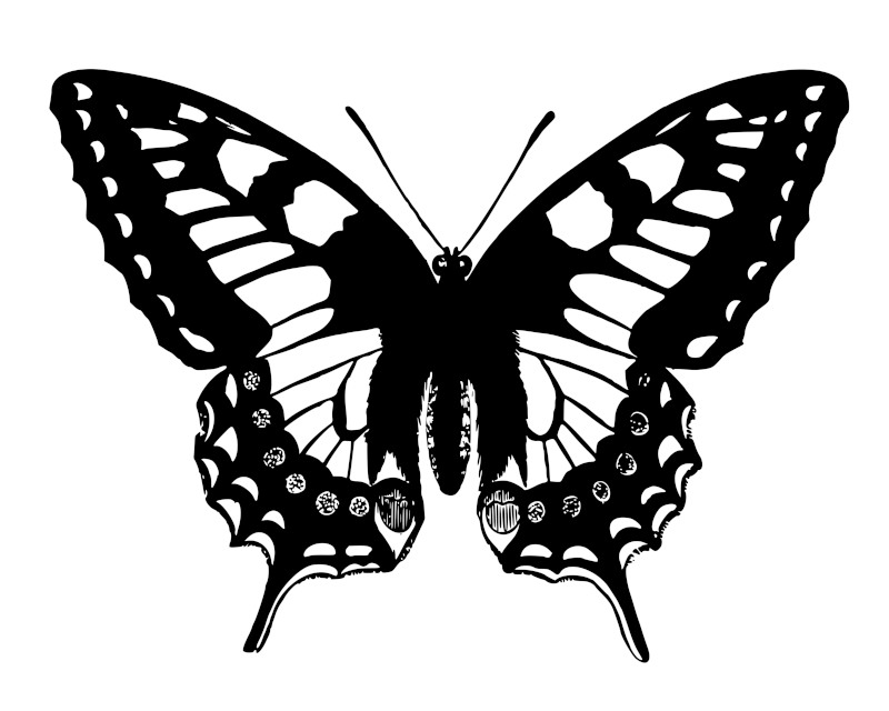 Butterfly Silhouette